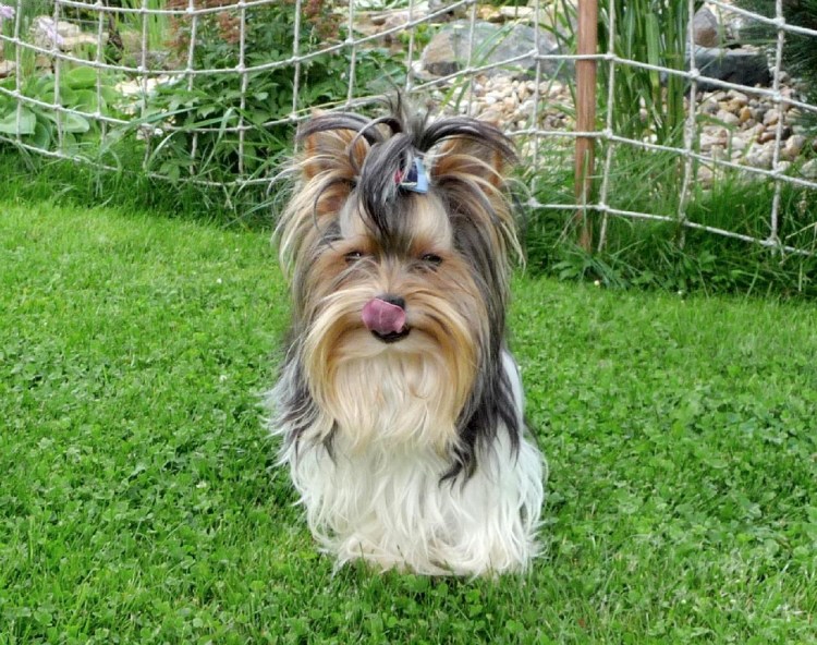 Бивер-Йоркширский не ухоженный