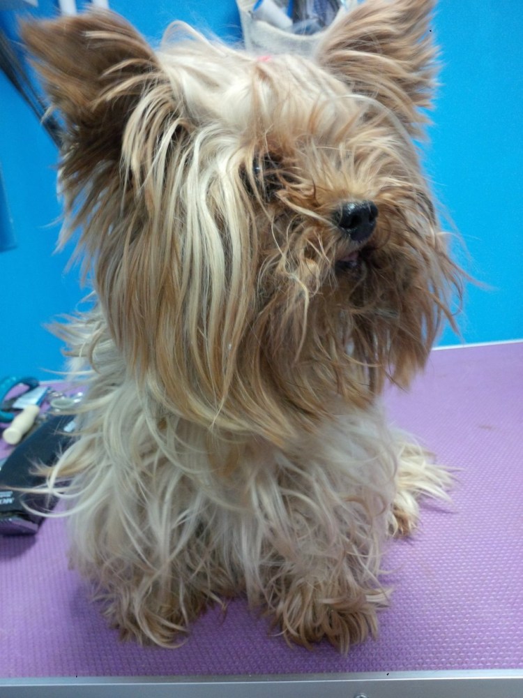 Йоркширский терьер не стриженный