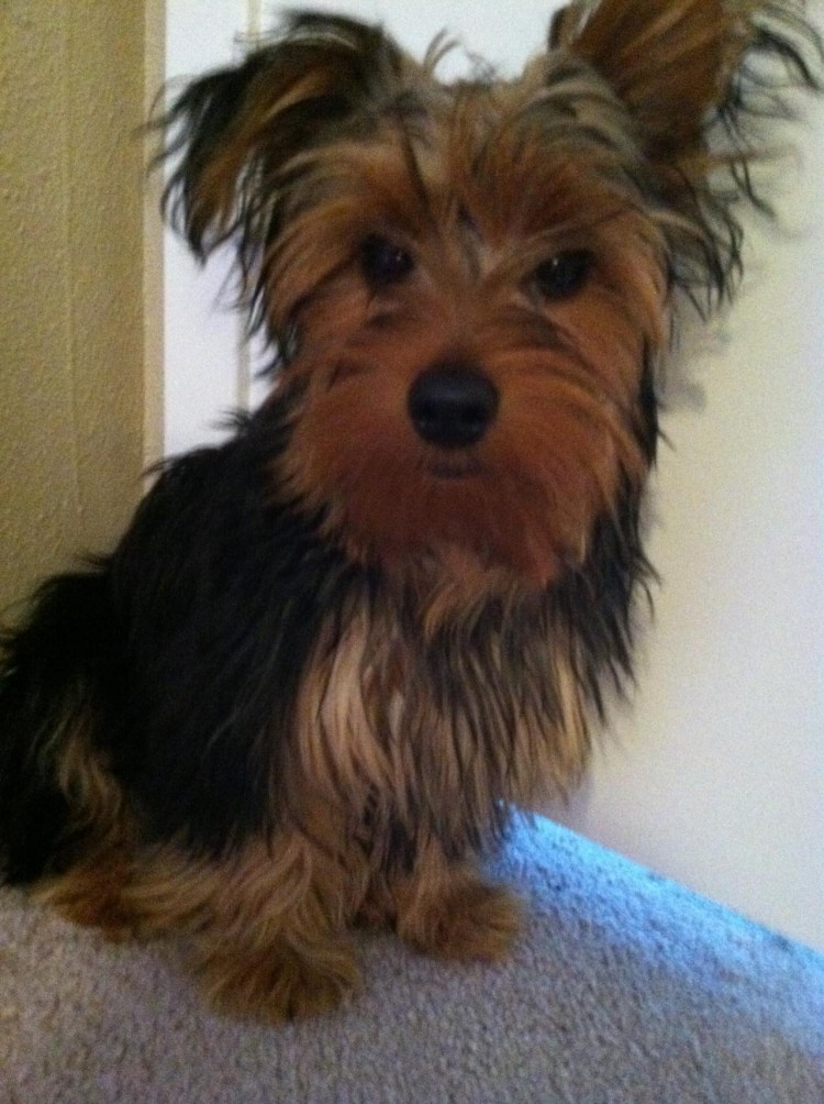 Вытянутая морда у Йорка