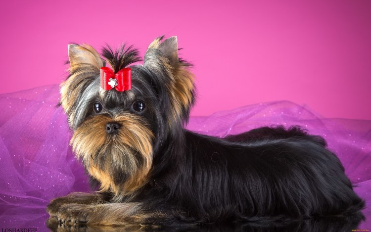 Йекштерьерский терьер