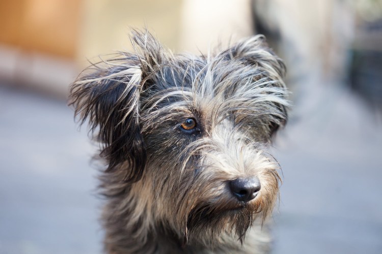 Терьер Йоркширский Малошерстный