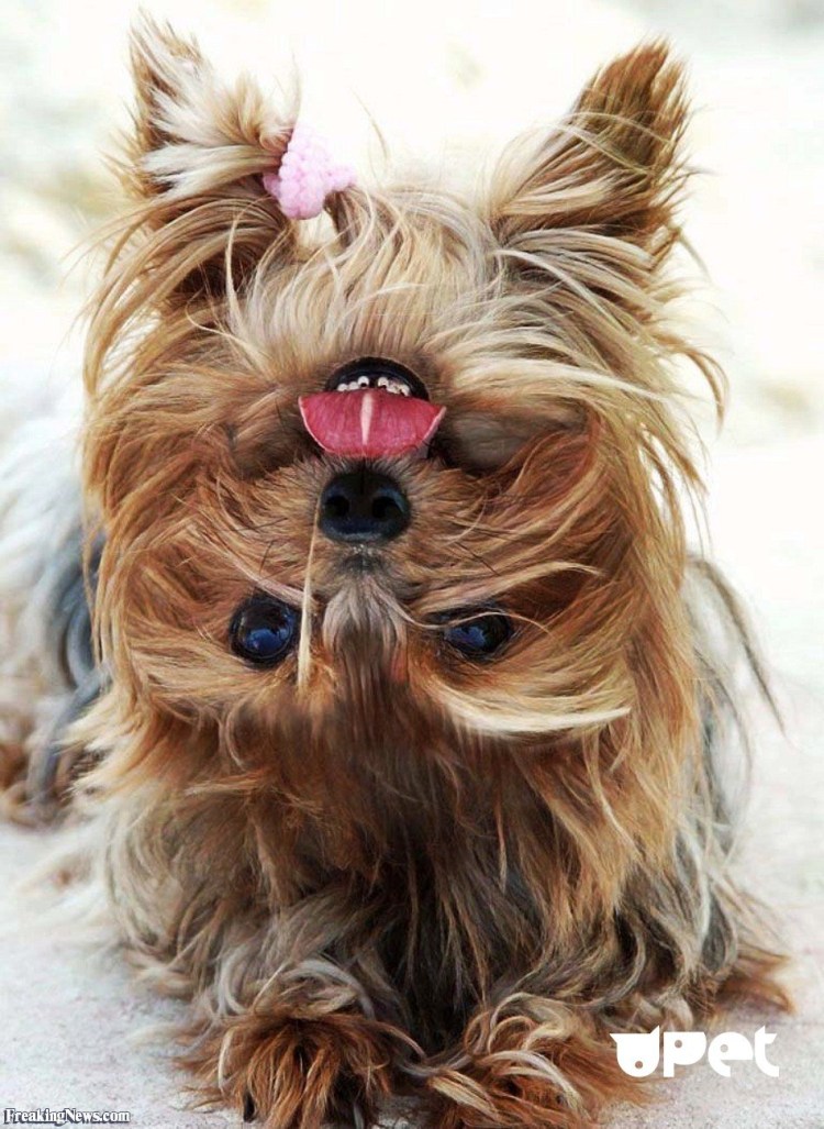 Йоркшир терьер