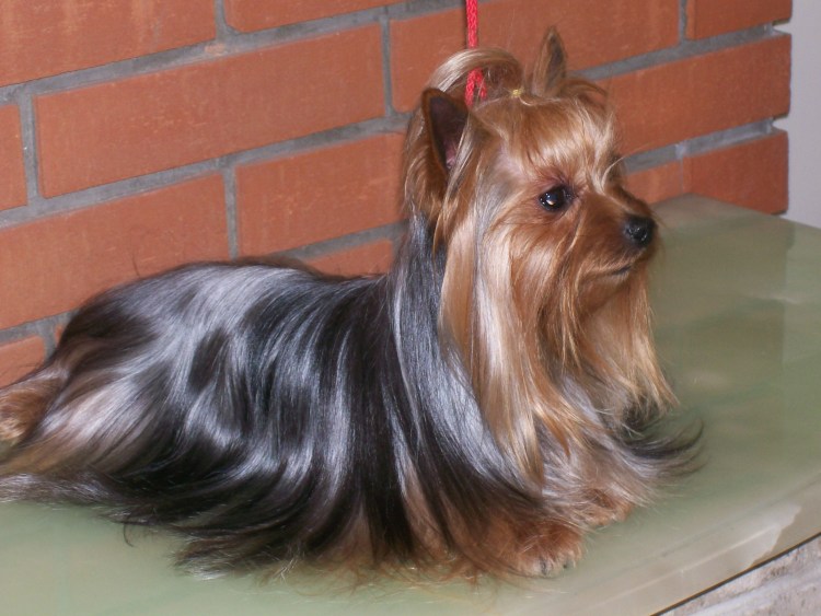 Ерик терьер мини