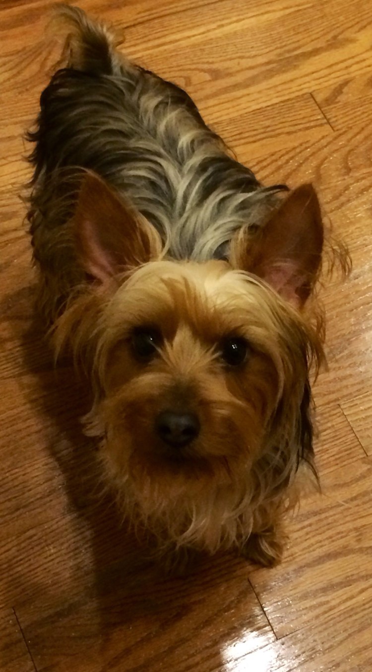 Йоркширский терьер переросток