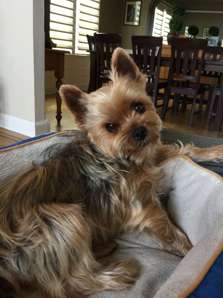 Королевский Йоркширский терьер