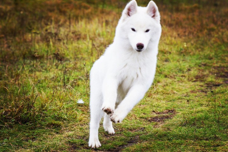 Сибирский хаски белый