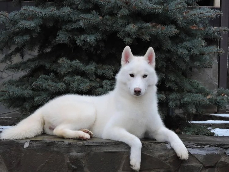Сибирский хаски белый