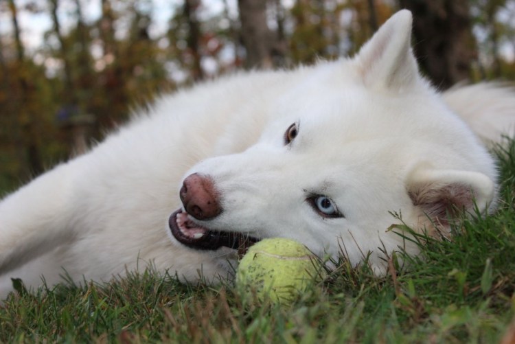 Белые хаски фото