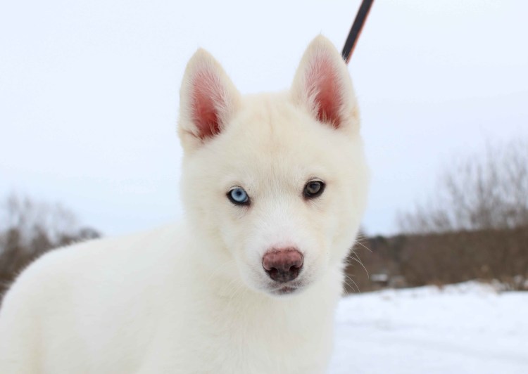 Западно Сибирская хаски