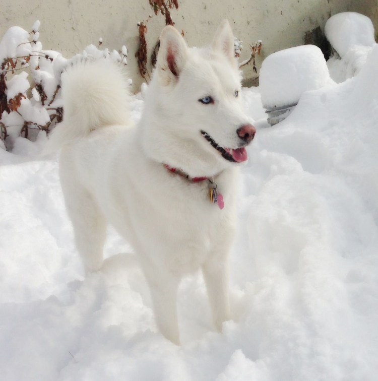 Сибирский хаски альбинос девочка