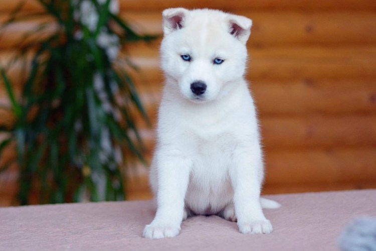 Белый хаски щенок