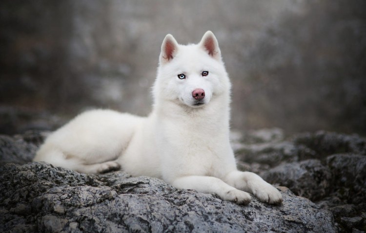 Сибирский хаски белый