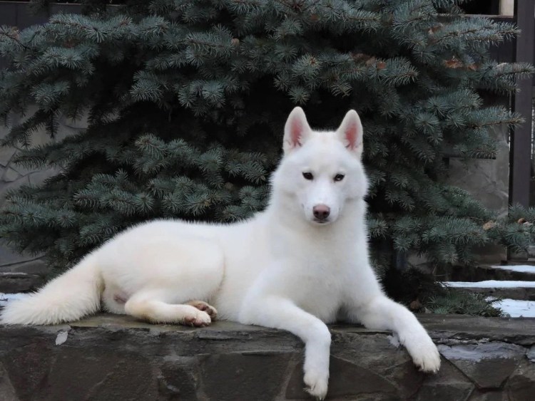 Сибирский хаски альбинос