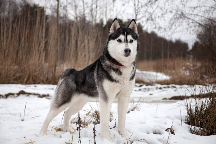 Собаки хаски щенки белые