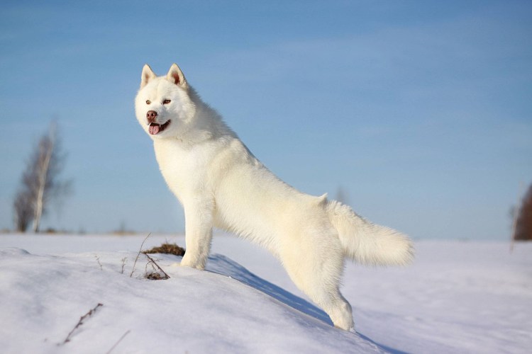 Хаски альбинос