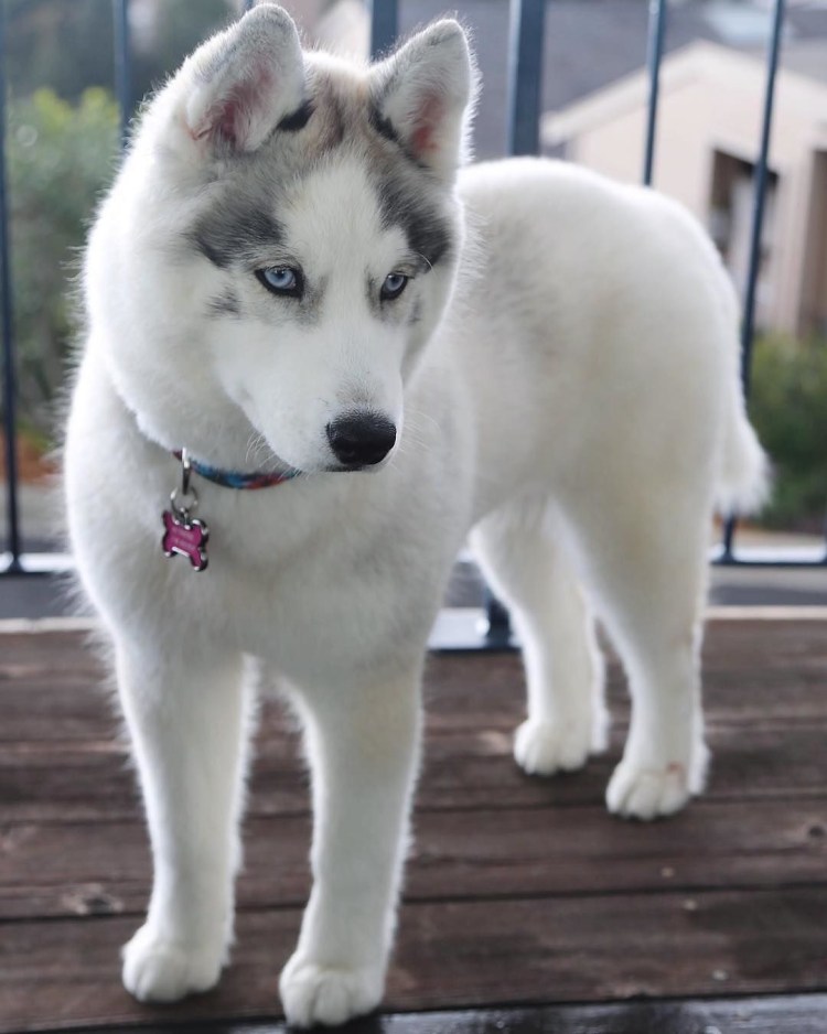 Сибирский хаски белый щенок