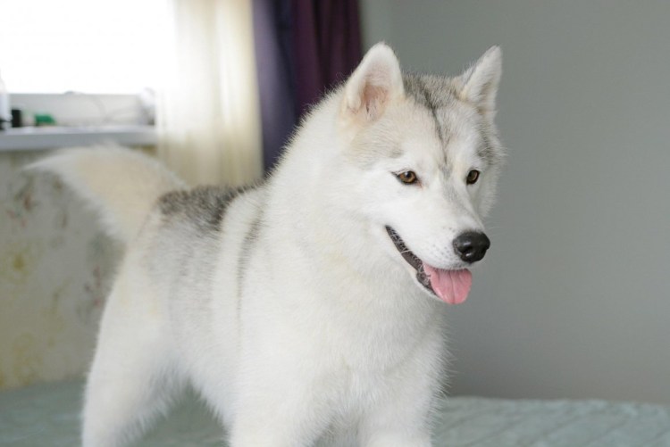 Сибирский хаски белый