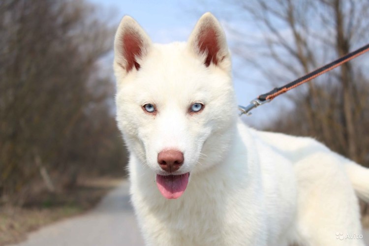 Белый хаски щенок