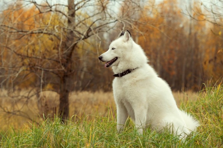 Хаски альбинос