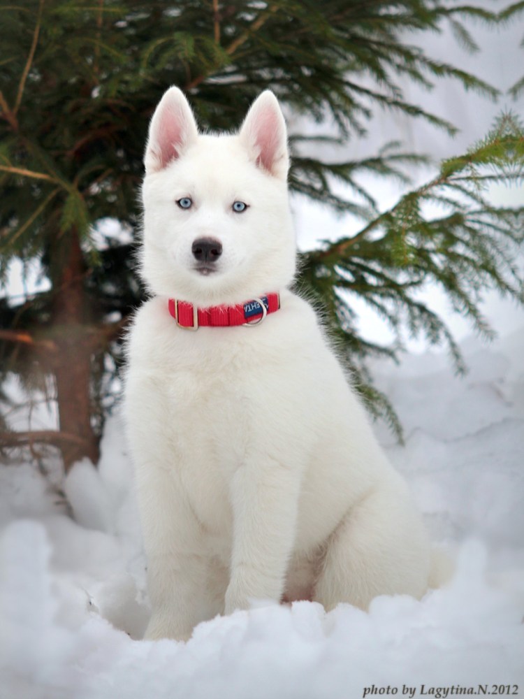 Сибирский хаски альбинос