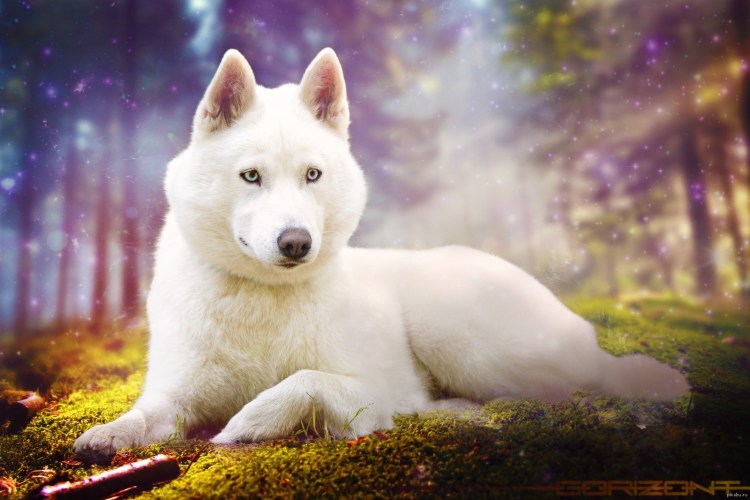 Хаски белая