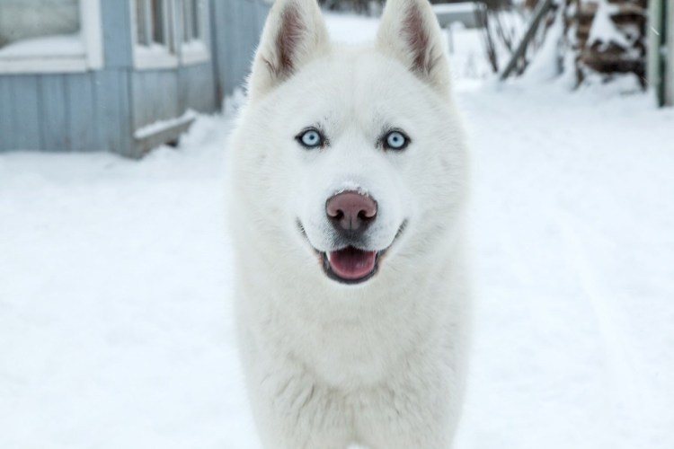 Белая хаски порода