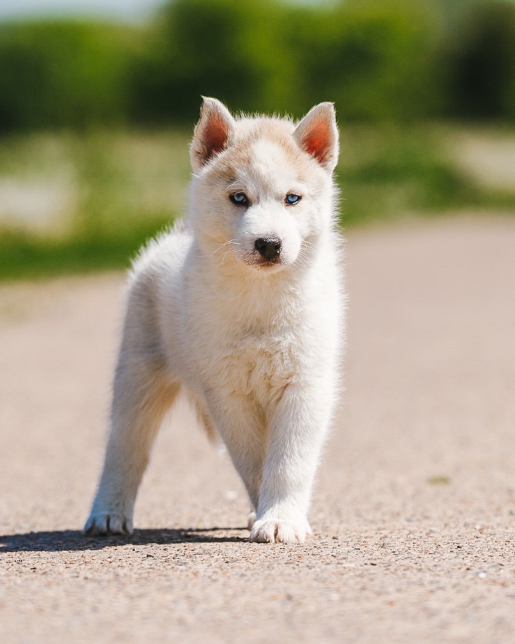 Хаски Сибирские белоснежные