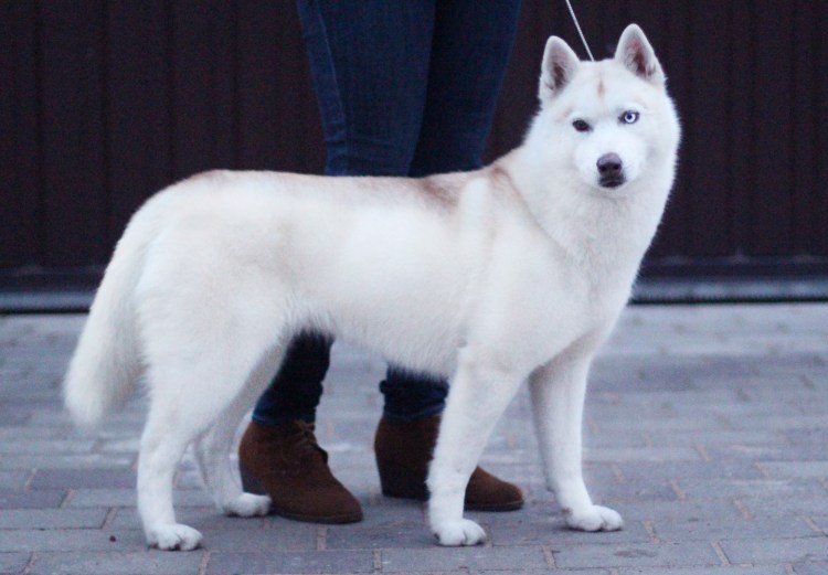 Сибирский хаски альбинос