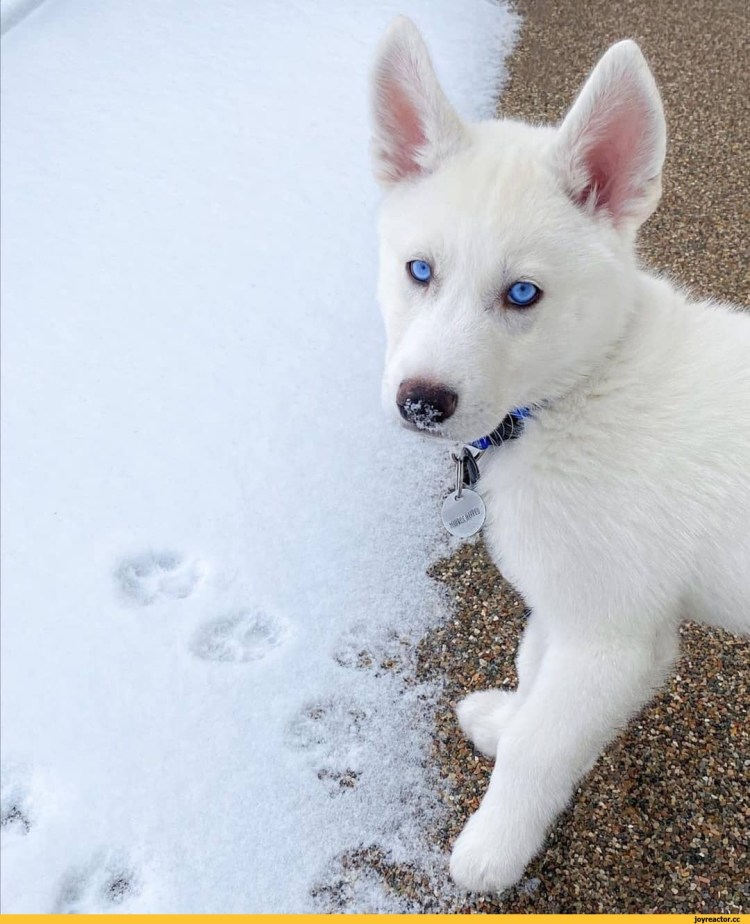 Сибирский хаски альбинос