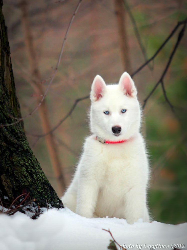 Сибирский хаски альбинос