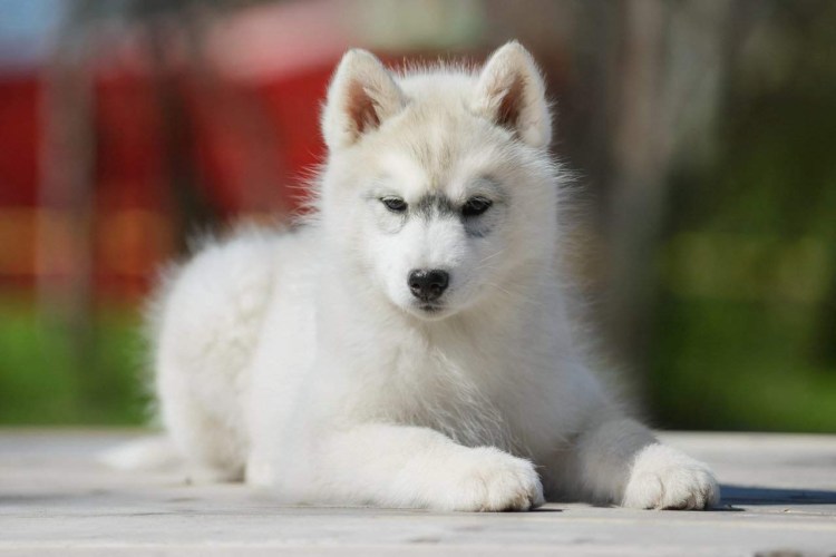 Хаски белая