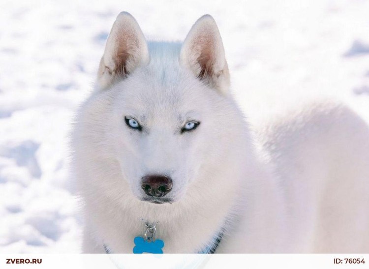 Сибирский хаски белый