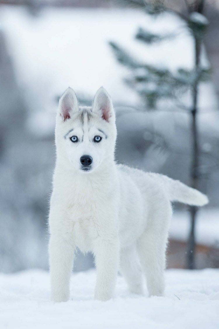 Сибирский хаски альбинос