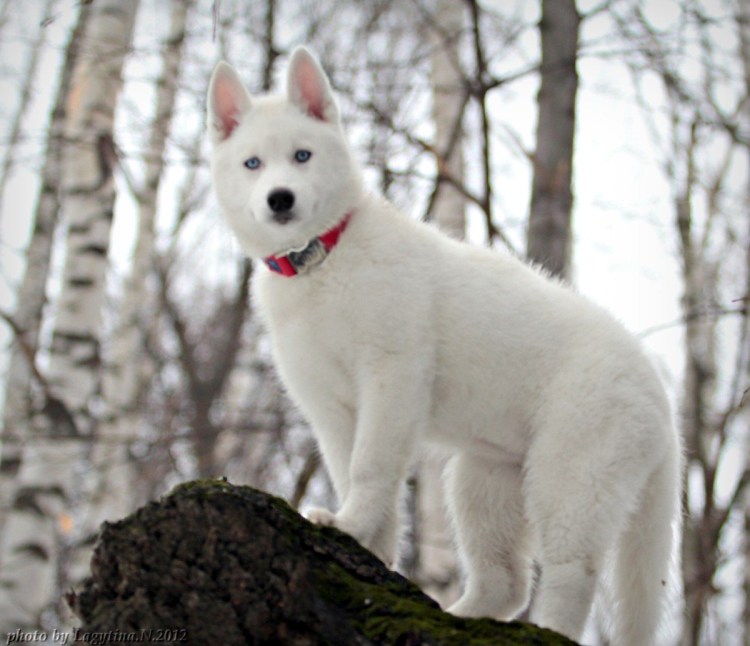 Сибирский хаски альбинос
