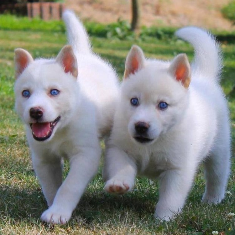 Сибирский хаски белый щенок
