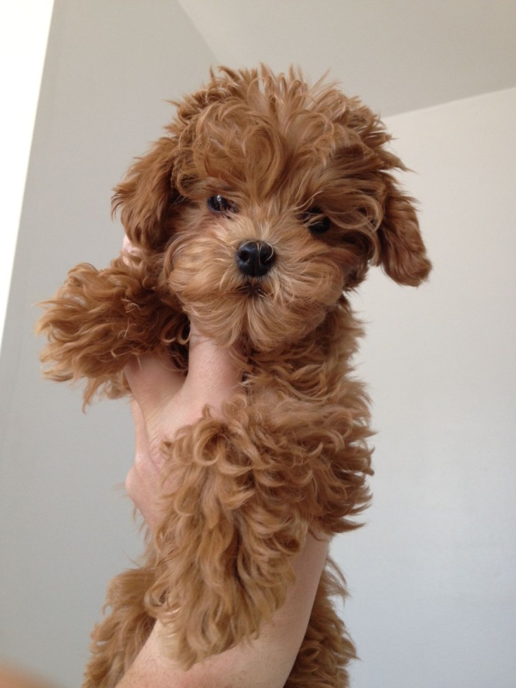 Тикап пудель