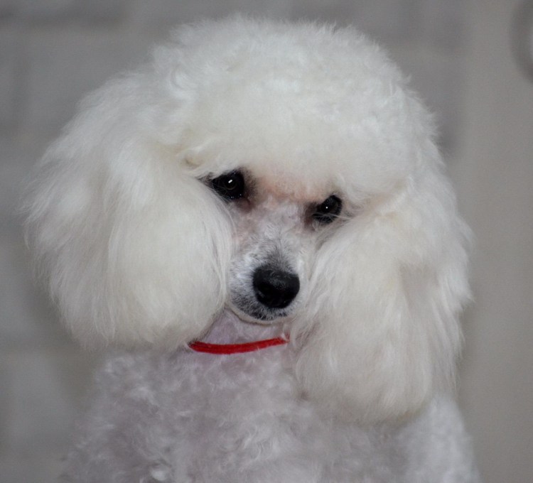 Teacup Teddy Poodle