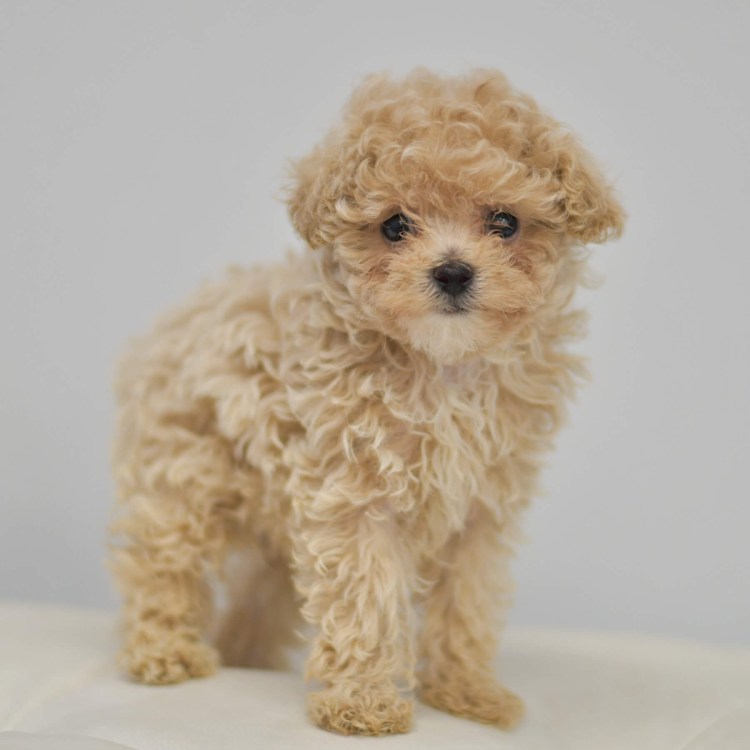 Той пудель Тикап