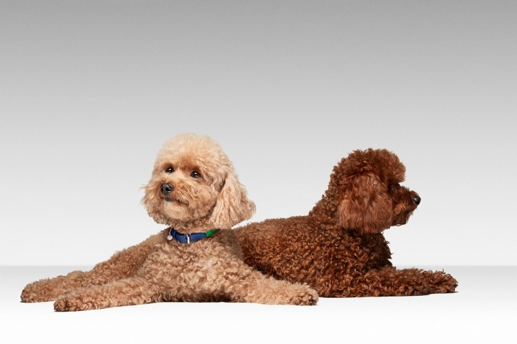 Той пудель Тикап