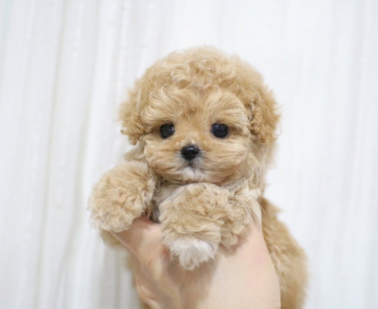 ТЕАКУП пудель карликовый