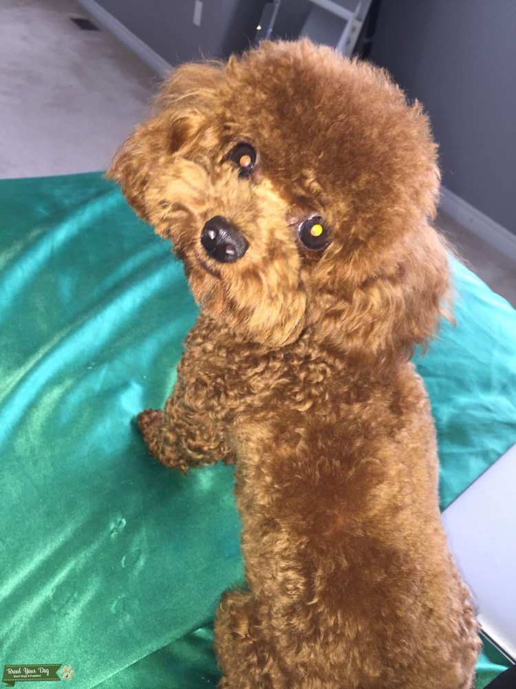 ТЕАКУП порода собак