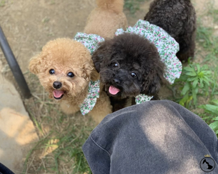 ТЕАКУП пудель карликовый