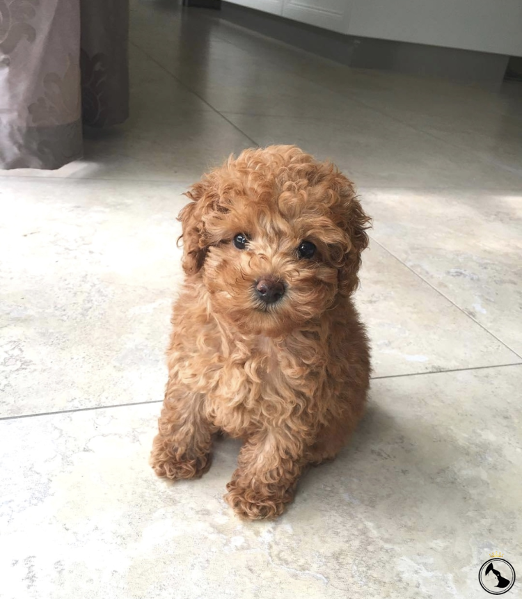 ТЕАКУП пудель карликовый