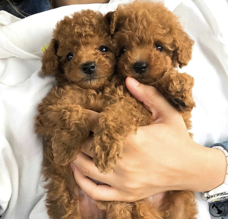 Той пудель Тикап