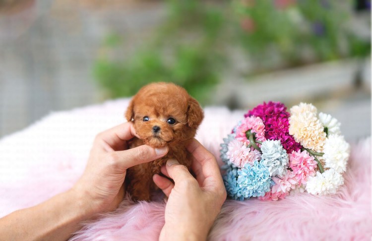 Мальтипу Тедди