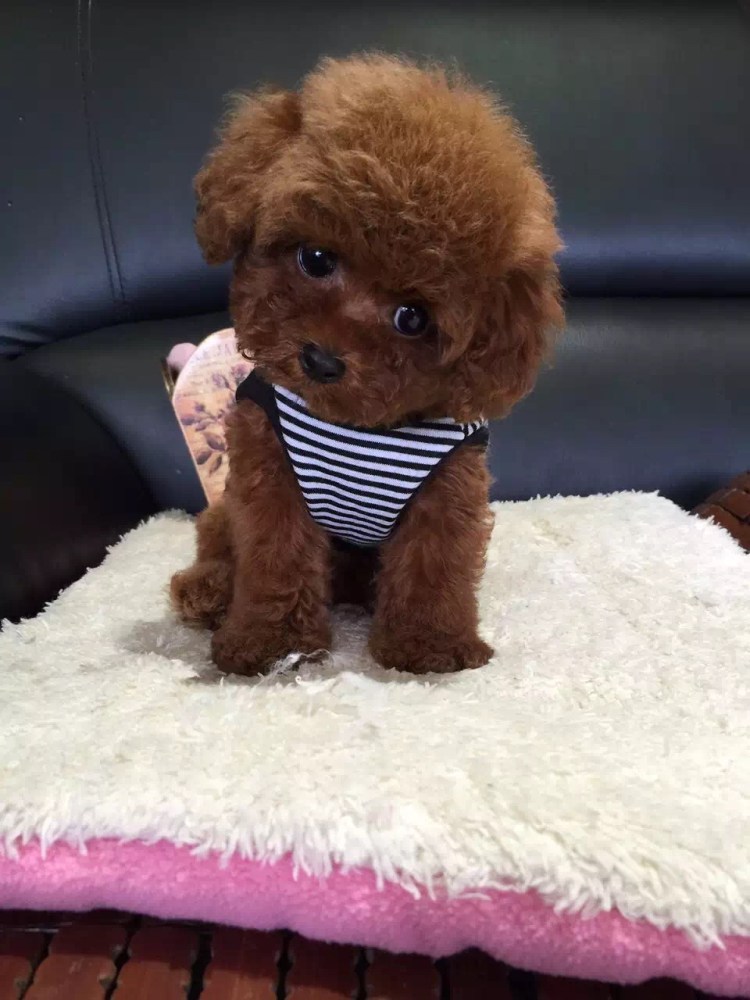 Тотошка пудель