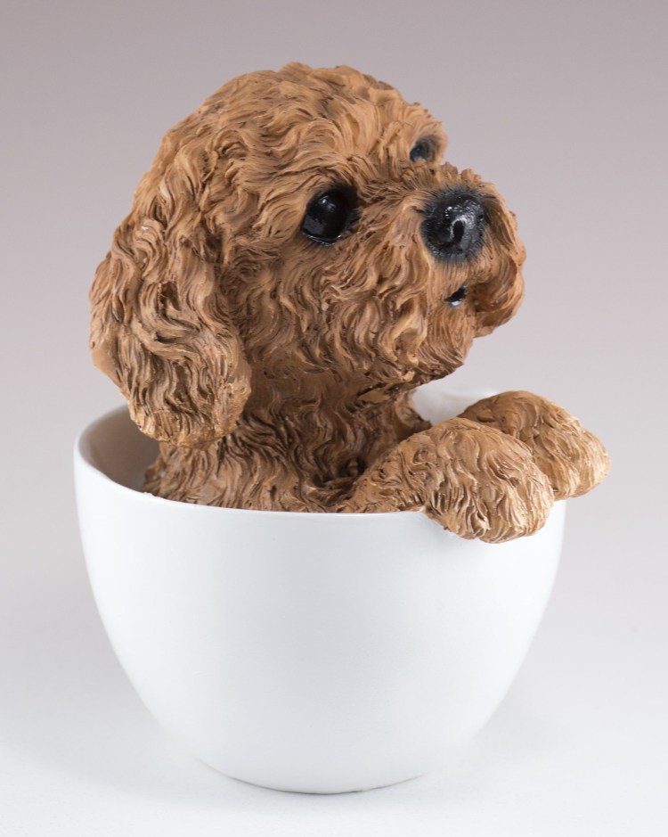 Той пудель мальтипу