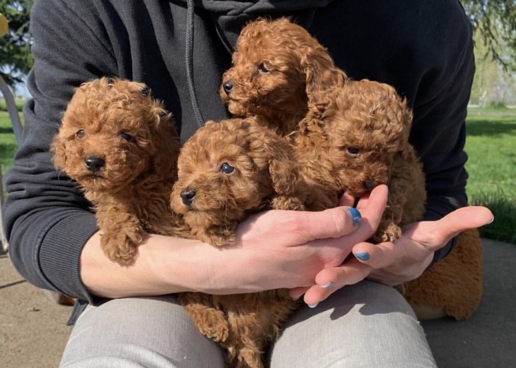 Карликовый пудель Тикап