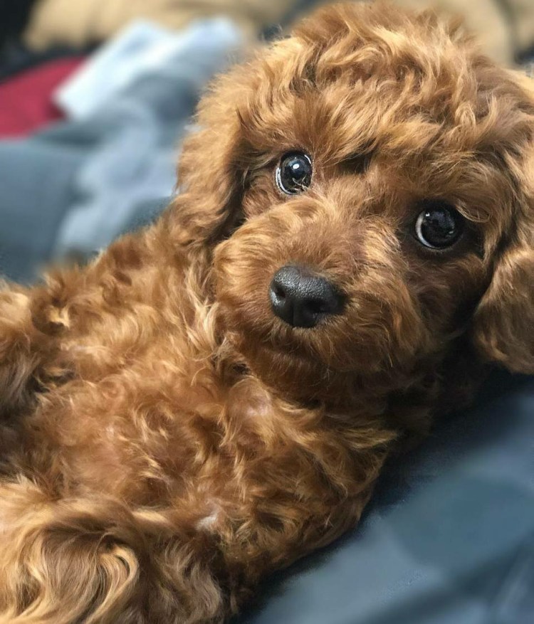 Собака Тикап пудель