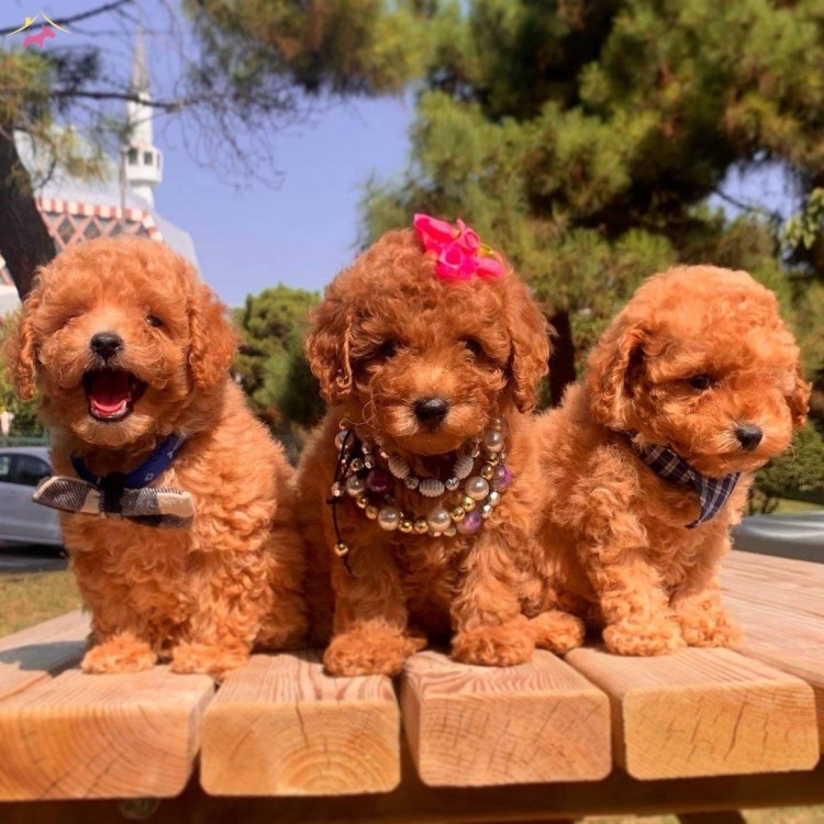 Карликовый пудель